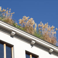 Foto 1 von 1 aus der Galerie zum Filmpost-Artikel StädteRegion fördert grüne Dächer und Fassaden vom 01.07.2020
