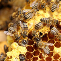 Foto 1 von 2 aus der Galerie zum Filmpost-Artikel Ausbruch der Amerikanischen Faulbrut in Röhe gefährdet Bienenvölker vom 25.10.2021
