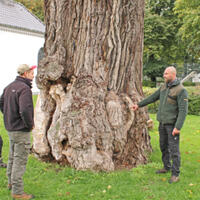 Foto 1 von 1 aus der Galerie zum Filmpost-Artikel Trockenheit setzt Baum-Denkmälern massiv zu vom 04.10.2022