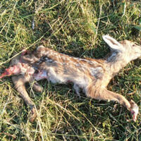 Foto 1 von 1 aus der Galerie zum Filmpost-Artikel PETA appelliert an Landwirte in NRW, Tierbabys zu schützen vom 04.06.2023